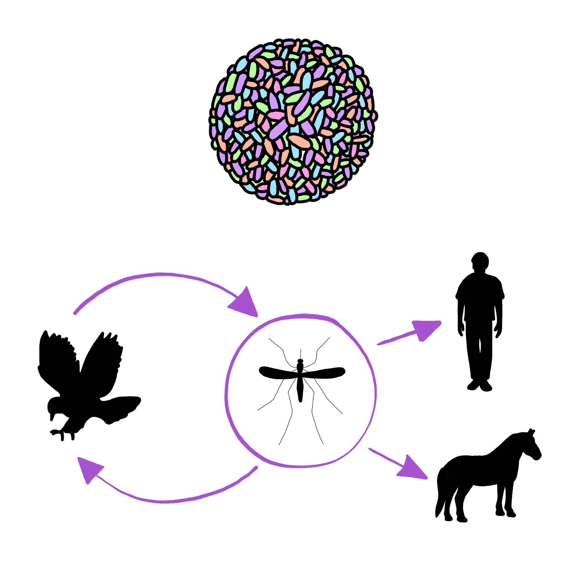 Infection secondary to the West Nile virus