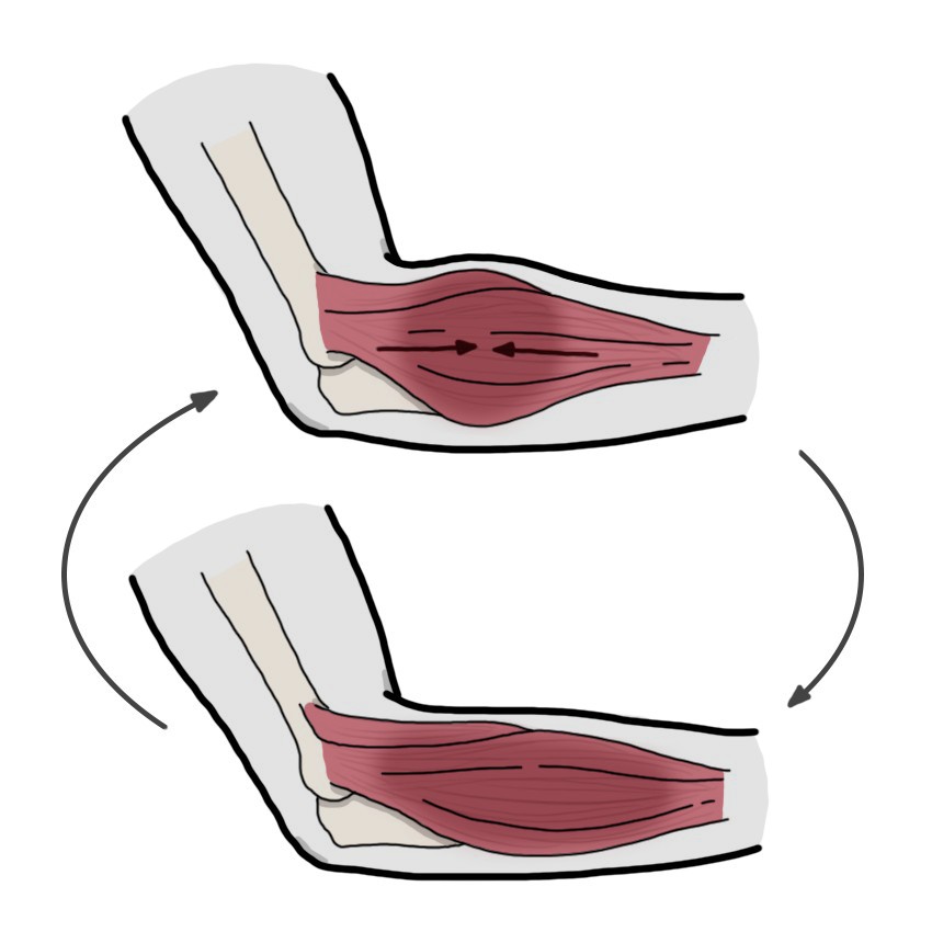 Piccole contrazioni muscolari involontarie